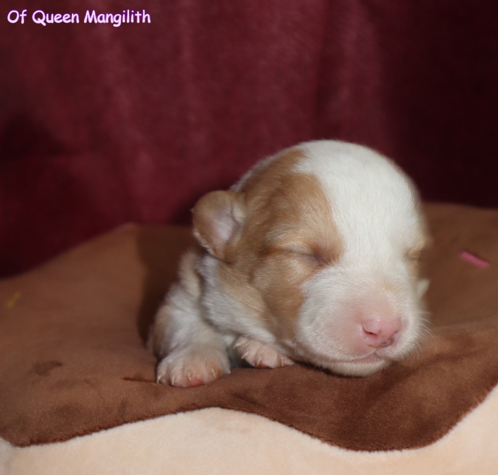 Of Queen Mangilith - Chiot disponible  - Welsh Corgi Cardigan