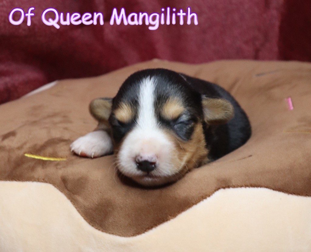 Of Queen Mangilith - Chiot disponible  - Welsh Corgi Cardigan