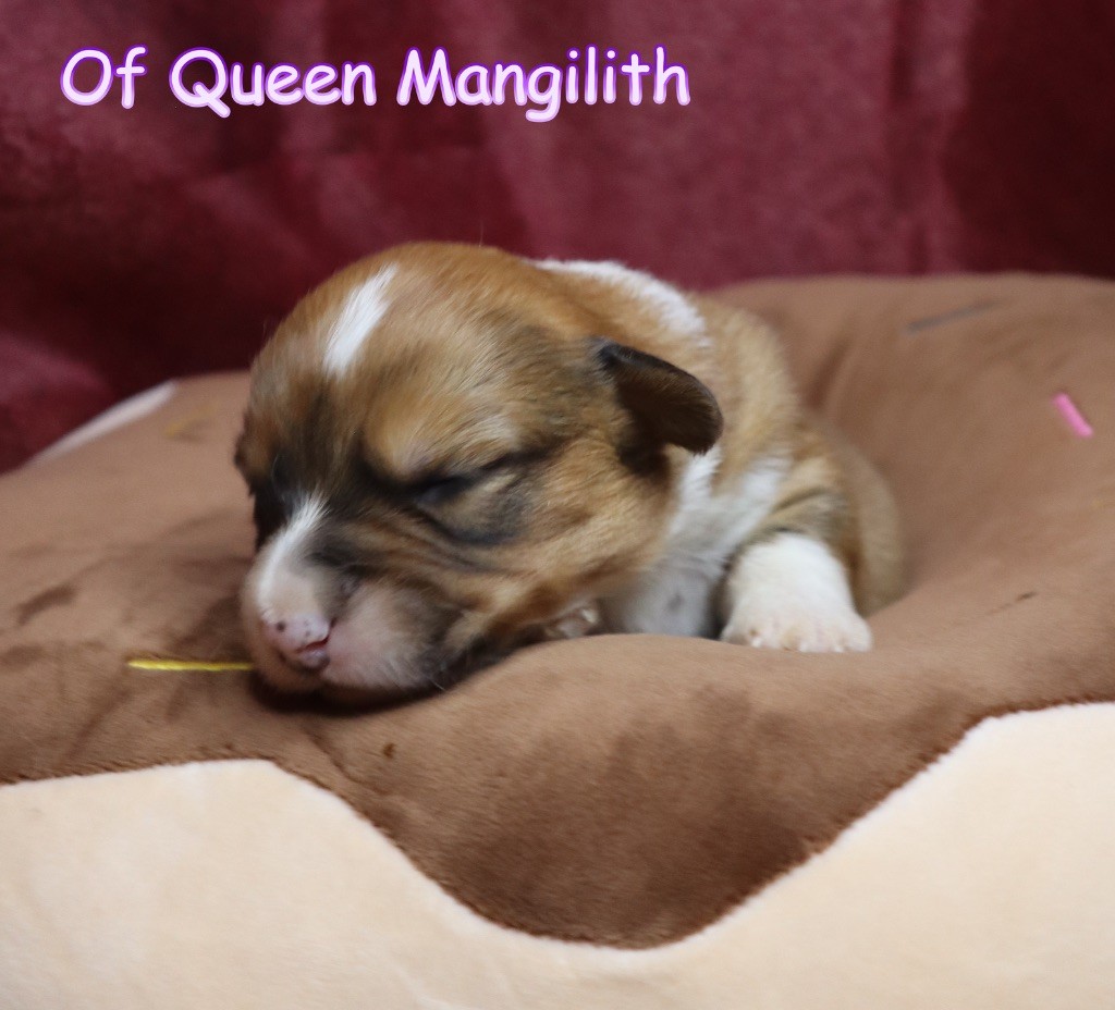 Of Queen Mangilith - Chiot disponible  - Welsh Corgi Cardigan