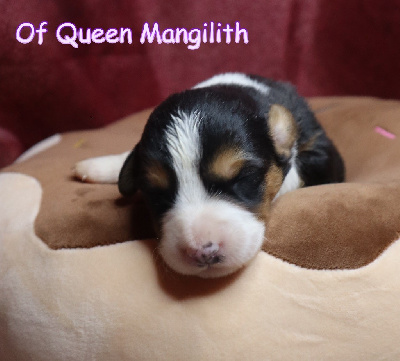 Of Queen Mangilith - Welsh Corgi Cardigan - Portée née le 15/11/2024