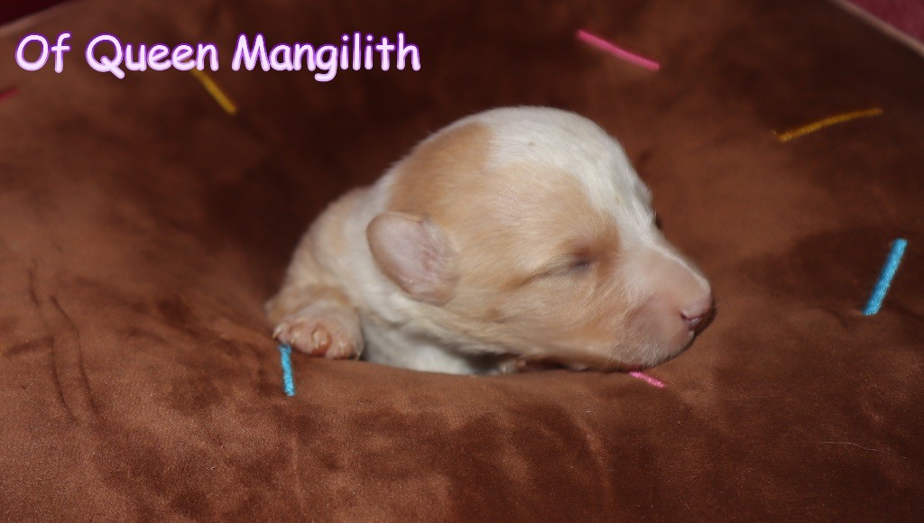 Of Queen Mangilith - Chiot disponible  - Welsh Corgi Cardigan