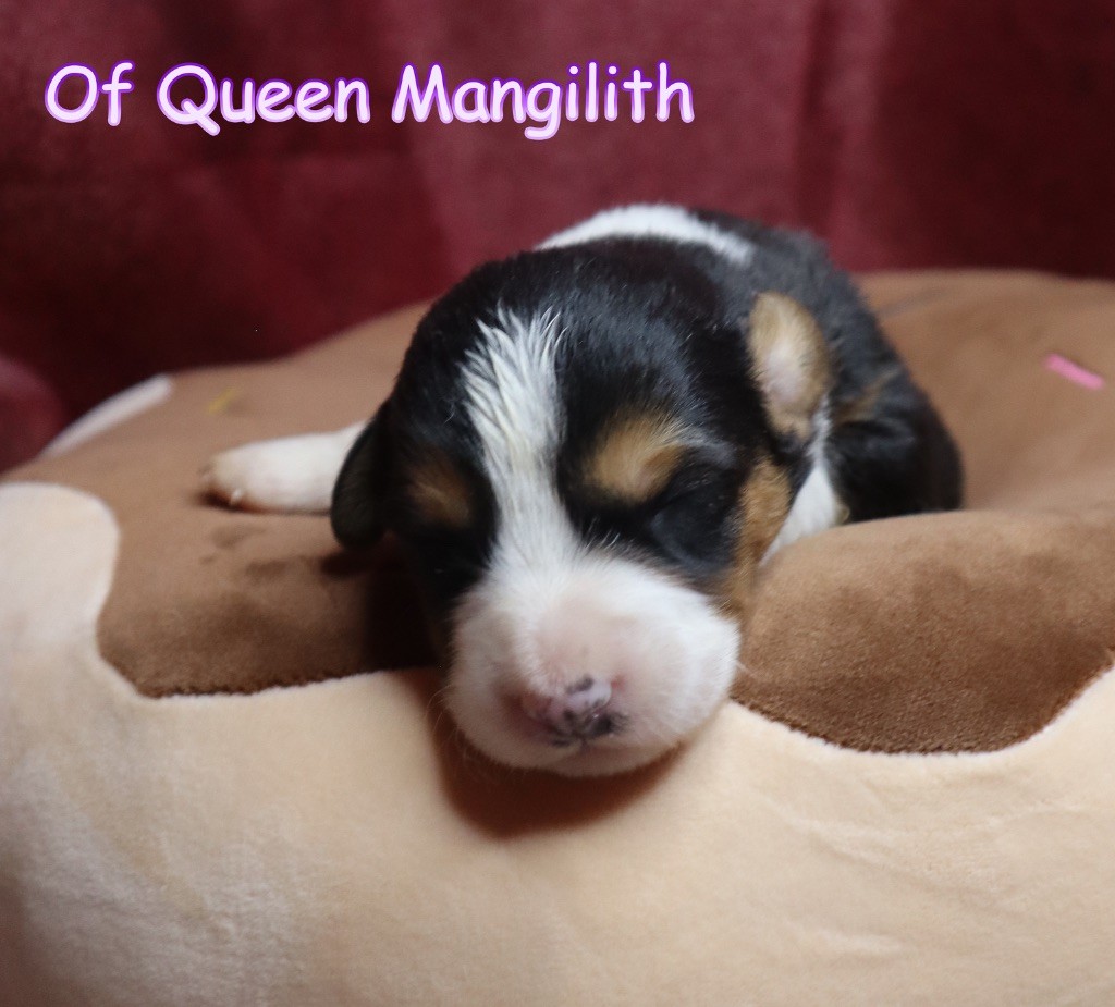 Of Queen Mangilith - Chiot disponible  - Welsh Corgi Cardigan