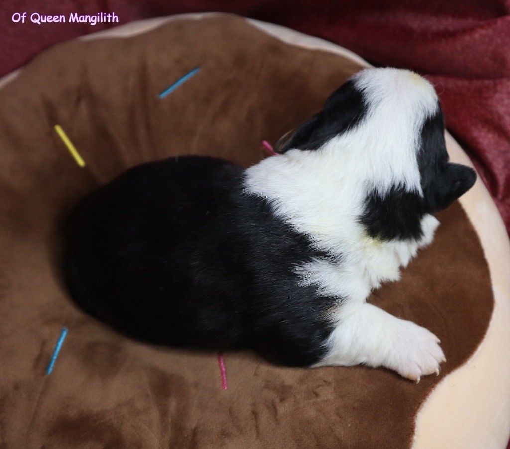 Of Queen Mangilith - Chiot disponible  - Welsh Corgi Cardigan