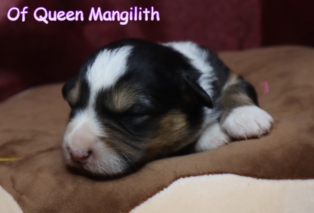 Of Queen Mangilith - Chiot disponible  - Welsh Corgi Cardigan