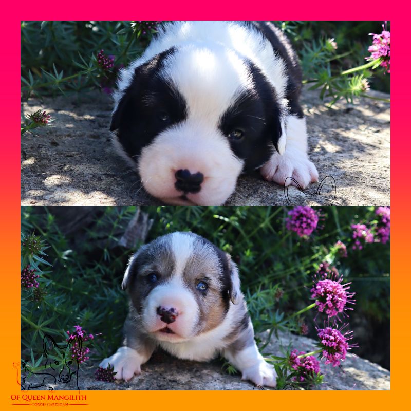 CHIOTS TARTINE ET BILLY