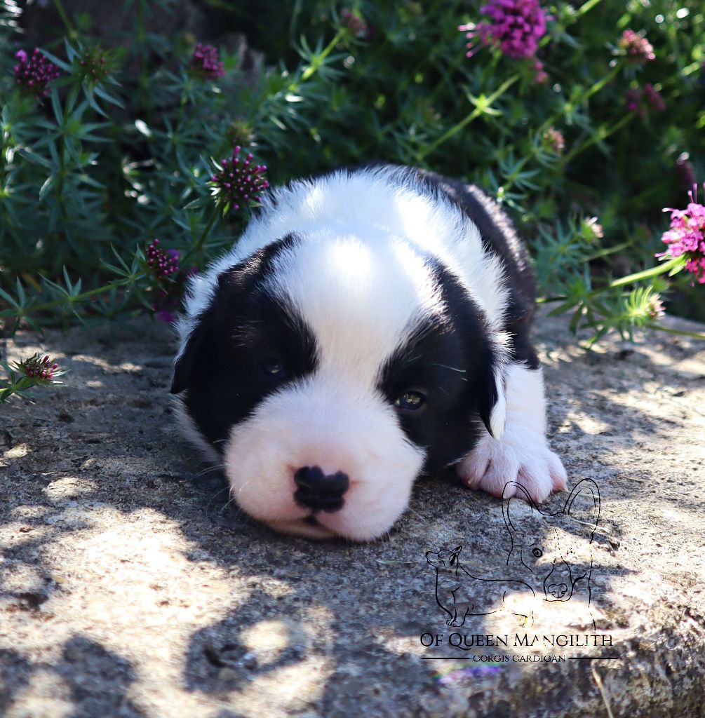 Of Queen Mangilith - Chiots disponibles - Welsh Corgi Cardigan