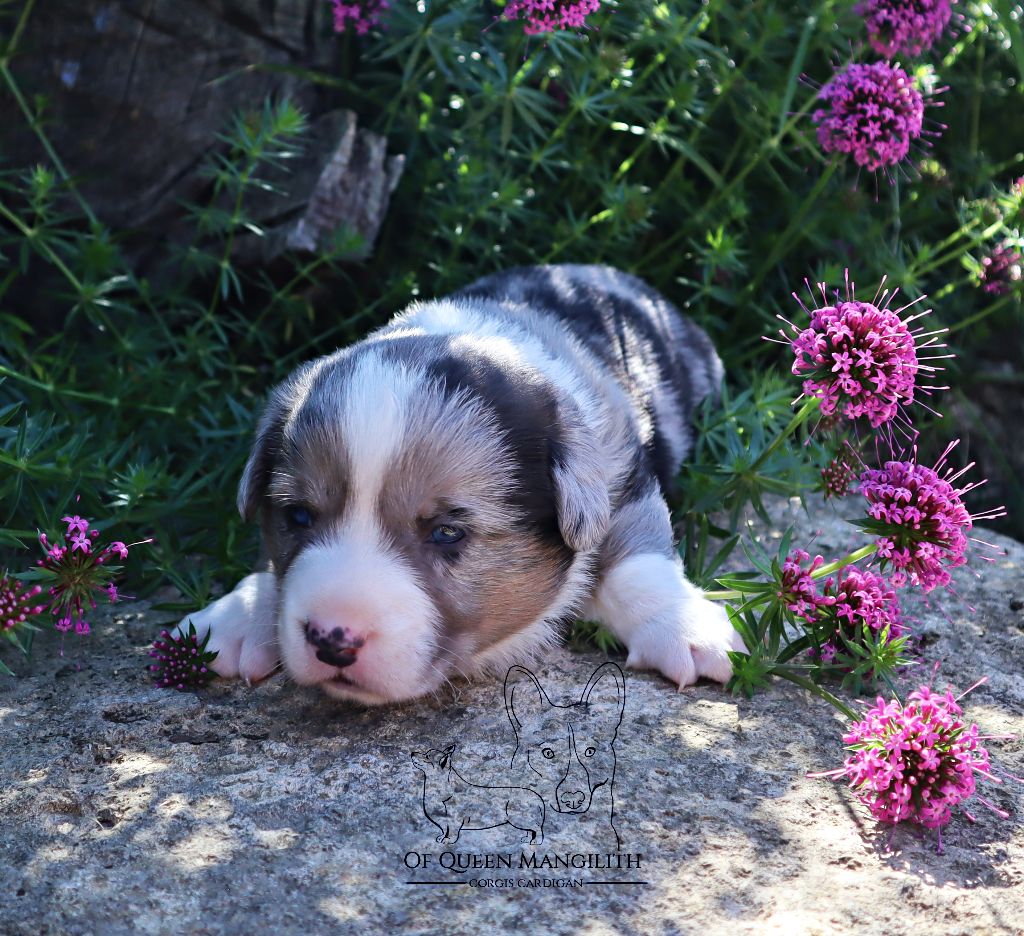 Of Queen Mangilith - Chiots disponibles - Welsh Corgi Cardigan